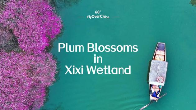 Cina: uno sguardo ai fiori di prugno nella zona umida di Xixi