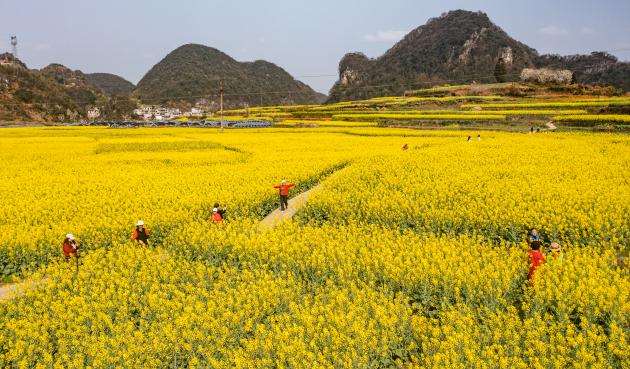 Cina: Guizhou, campi di fiori a Liupanshui (1)