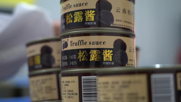Cina: Yunnan, raccolta di tartufi neri a Yongren (2)
