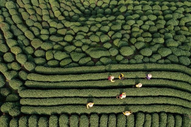 Cina: al via raccolta di famoso tè Longjing nello Zhejiang