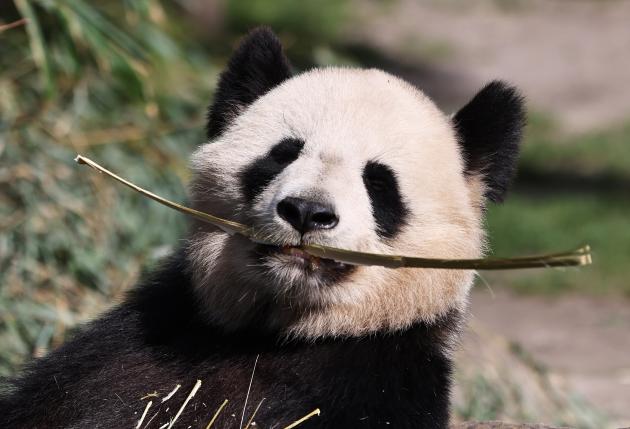 Francia: panda gigante nello zoo di Beauval a Saint-Aignan (2)