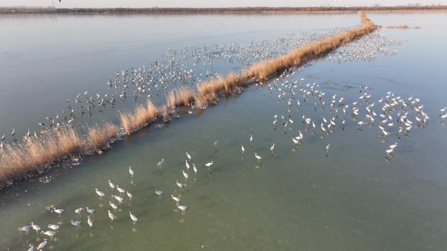Cina: Hebei pubblica prima mappa per birdwatching per tutte le stagioni