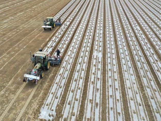 Cina: nel maggior hub produttivo di cotone inizia semina primaverile