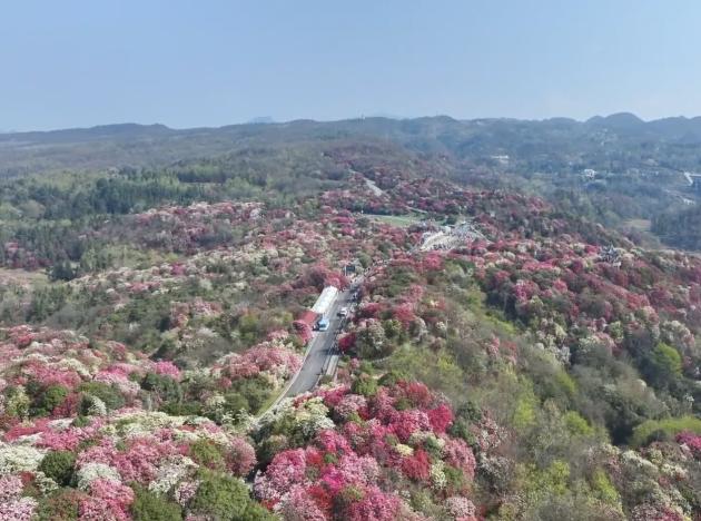 Cina: Guizhou, la bellezza delle azalee in fioritura