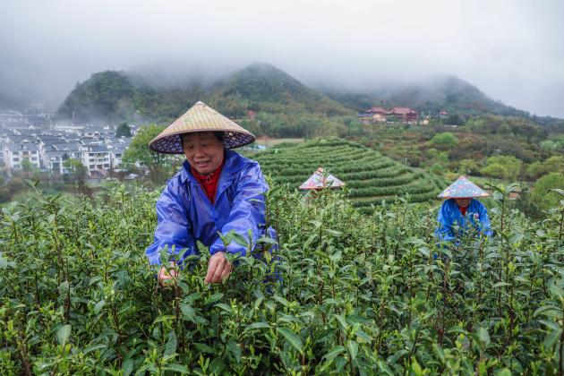 Cina: industria del tè Wuzhou Juyan a Jinhua nello Zhejiang (3)
