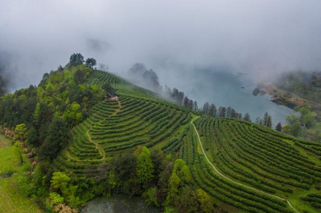 Cina: industria del tè Wuzhou Juyan a Jinhua nello Zhejiang (2)