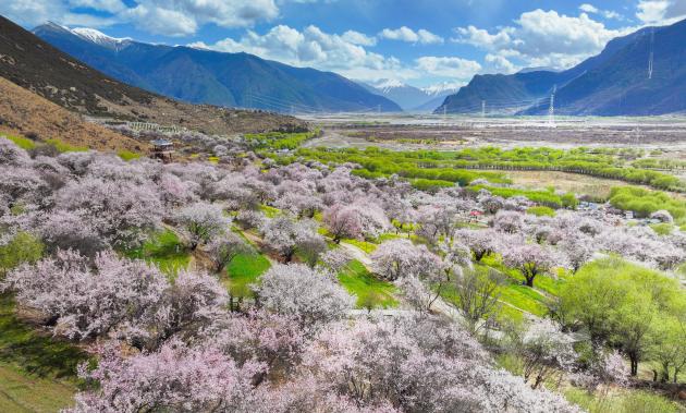 Cina: Xizang, fiori di pesco a Nyingchi (3)