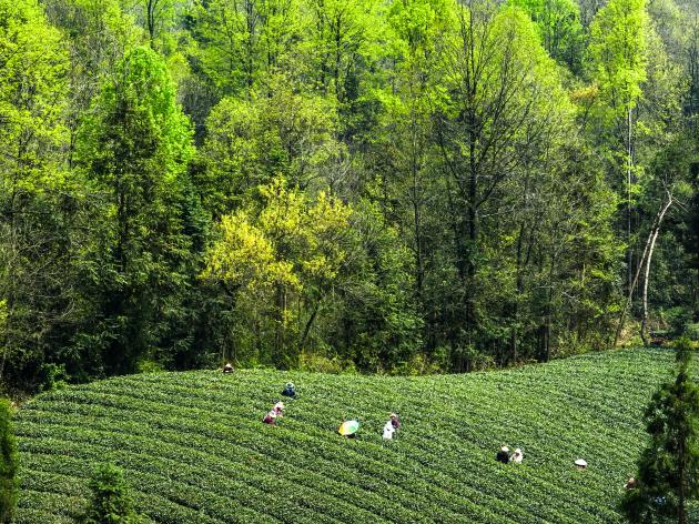 Cina: Guizhou, industria del tè crea oltre 3,2 mln posti di lavoro