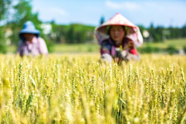 Cina: attività agricole durante il Guyu (2)