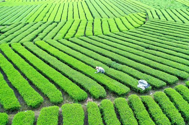 Cina: attività agricole durante il Guyu (1)