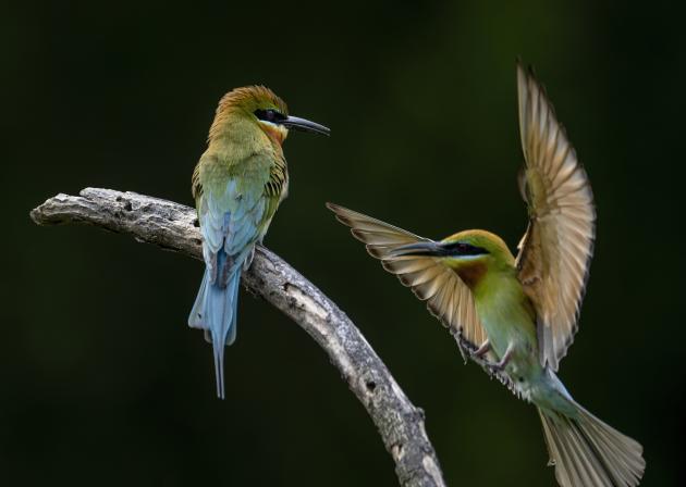 Cina: Fujian, grande biodiversità attira uccelli migratori (3)