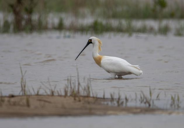 Cina: Fujian, grande biodiversità attira uccelli migratori (2)