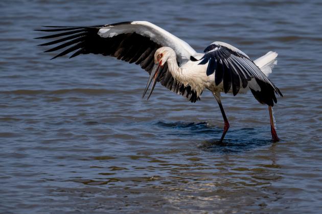 Cina: Fujian, grande biodiversità attira uccelli migratori (1)