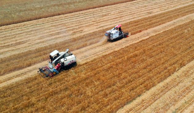 Cina: al via periodo di mietitura del grano (2)