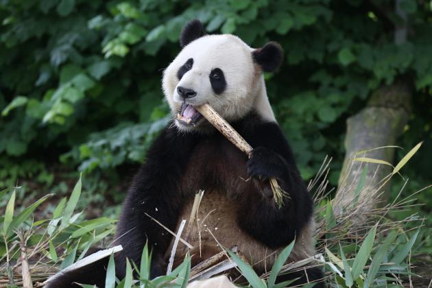 Belgio: zoo di Brugelette festeggia compleanno di panda gigante (1)
