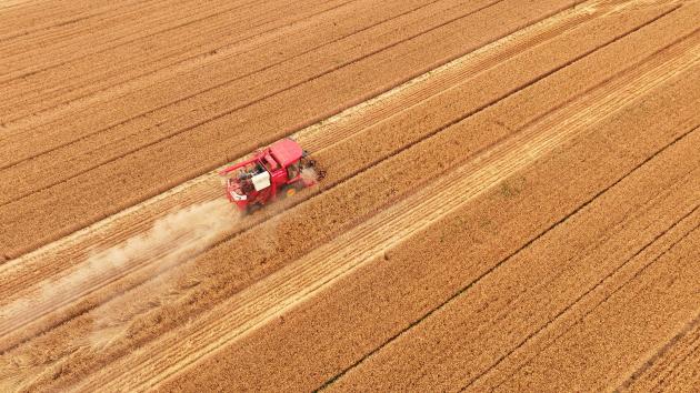 Cina: raccolta oltre la metà del grano invernale