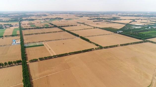 La Cina prevede un raccolto estivo abbondante