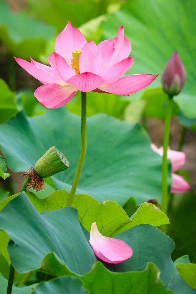 Cina: fiori di loto in estate (1)