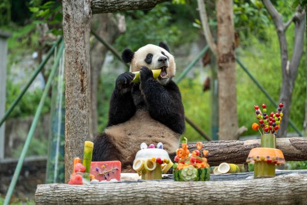 Cina: compleanno del panda gigante nel Sichuan (1)