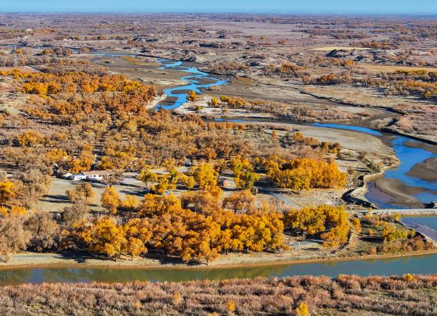 Cina: Mongolia Interna, autunno nella foresta di pioppi dell'Eufrate (1)