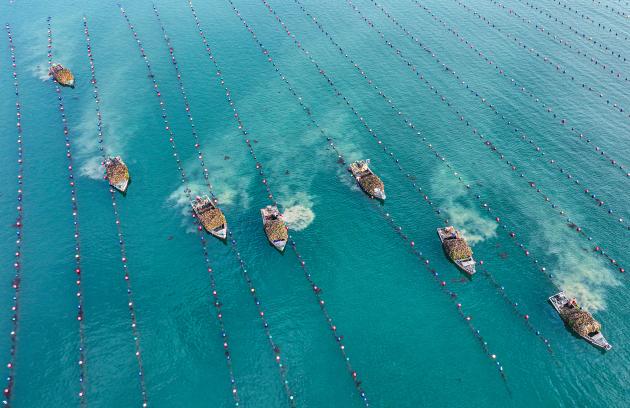 Cina: Shandong, pesca delle ostriche a Rongcheng (1)