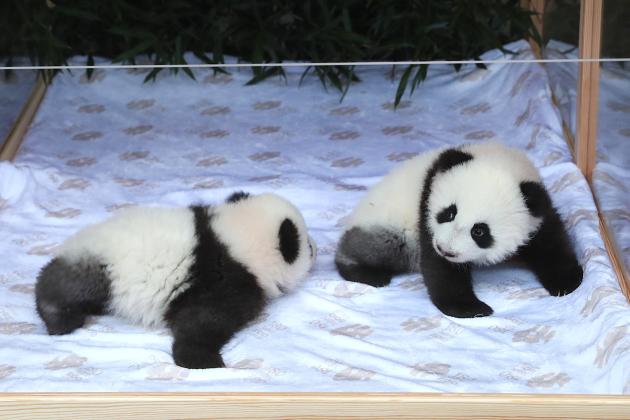 Germania: Zoo Berlino annuncia nomi dei suoi cuccioli di panda gemelli (1)