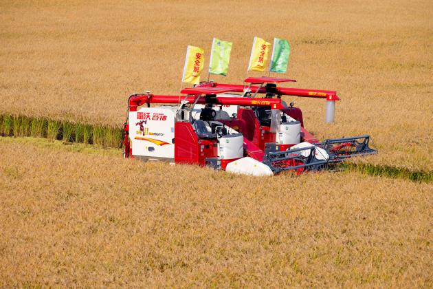 Cina: Heilongjiang, in corso raccolto autunnale (1)