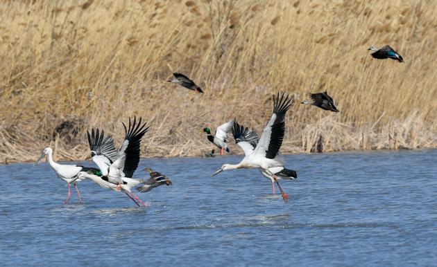 Cina: zona umida di Qilihai registra numeri record di specie di uccelli migratori