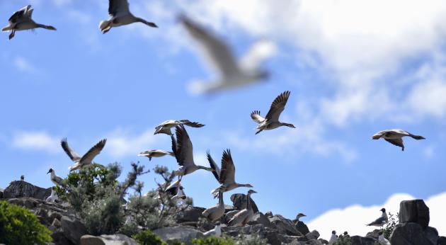 Cina: lago nel sud ovest ospita 310 specie di uccelli dopo rilancio ecologico