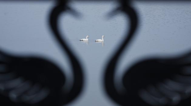 Cina: i cigni migratori svernano nella zona umida di Sanmenxia (1)