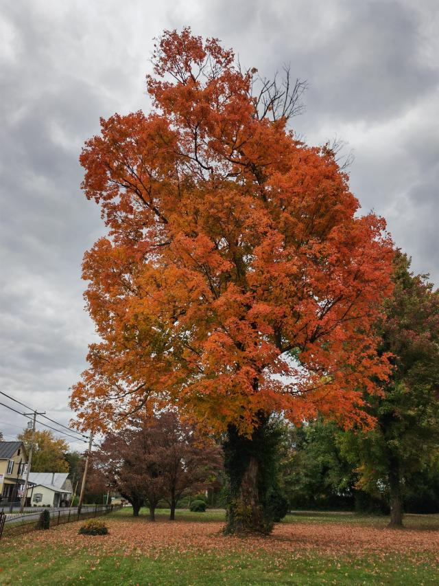 Honor Stefano Guindani
