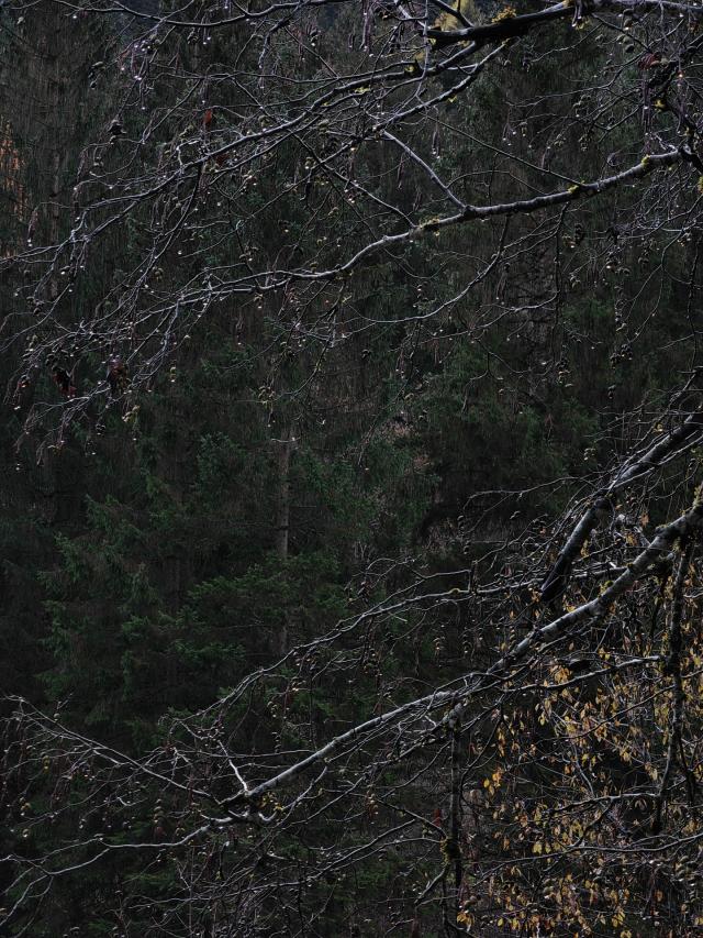 Honor Stefano Guindani