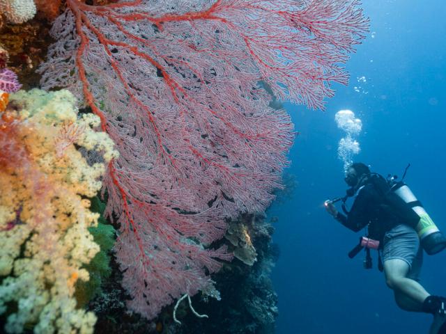 Flora marina a Palau (Micronesia) courtesy Four Seasons
