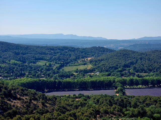 Campi di lavanda in Provenza