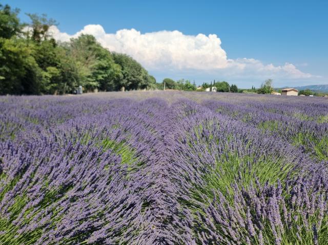 Campi di lavanda in fiore