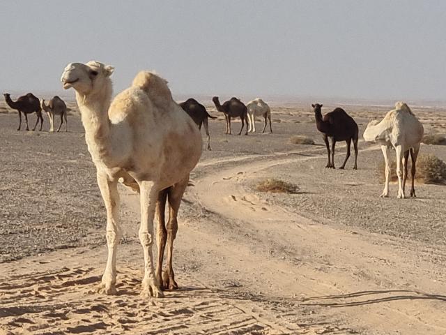 Giordania: il deserto bianco