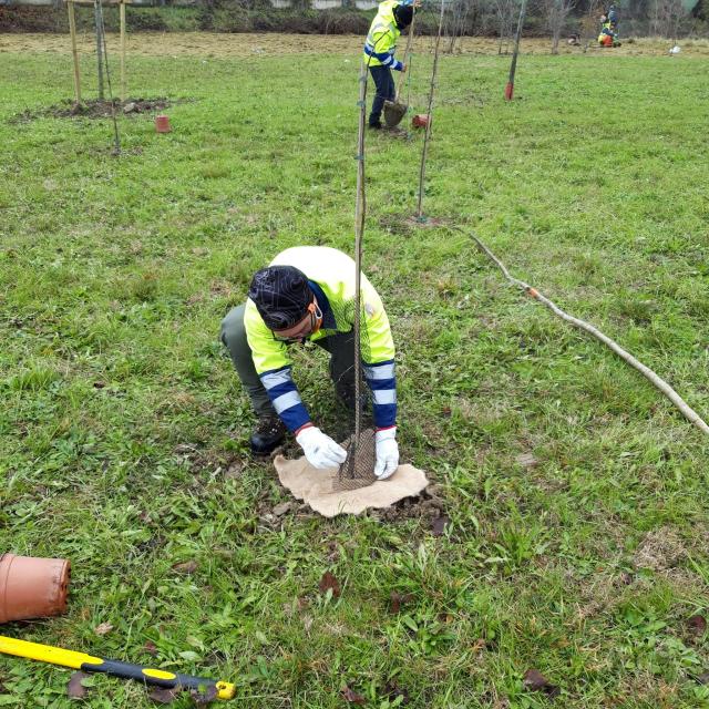 Arbolia e Comune di Udine, al via accordo per la creazione di boschi urbani in citt&agrave;