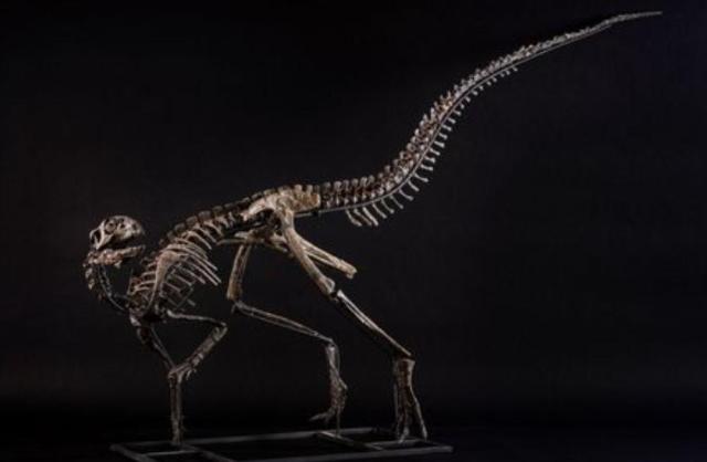 Scheletro Othnielosaurus