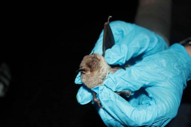  Covid, pipistrelli vivi nei laboratori di Wuhan: il video choc della tv australiana