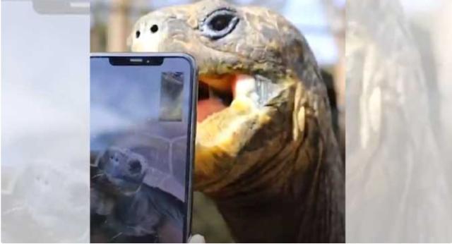 Tartarughe in Facetime