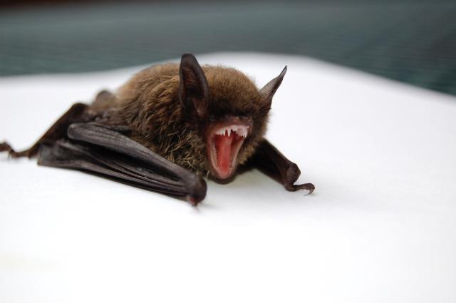 Pipistrelli