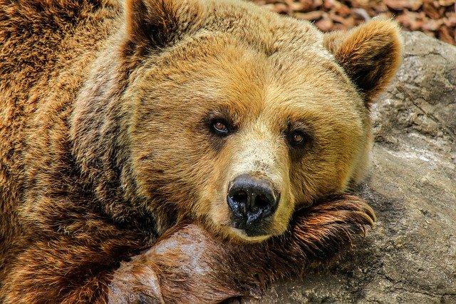 Frosinone, orso sale sul balcone di casa: uomo si salva gettandosi di sotto
