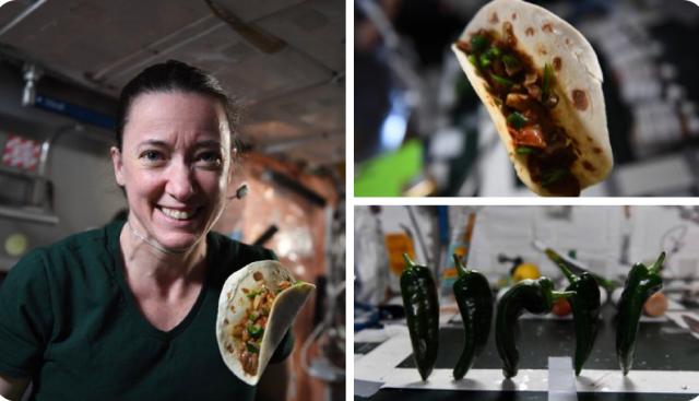 Astronauti coltivano peperoncini nello spazio: ecco come 