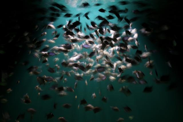 Per scappare da uno sciame d'api si butta in un lago: muore divorato dai piranha