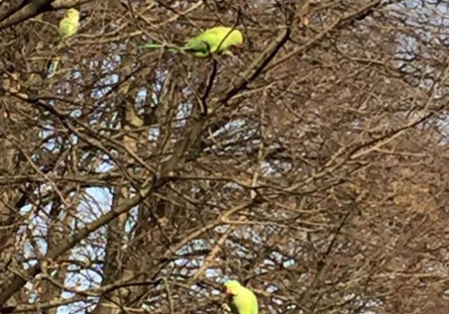 Pappagalli, scoiattoli grigi e nutrie: come hanno colonizzato Milano e Monza