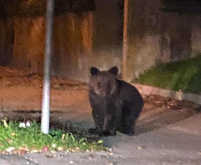 Il cucciolo di orso avvistato in strada a Gorizia 