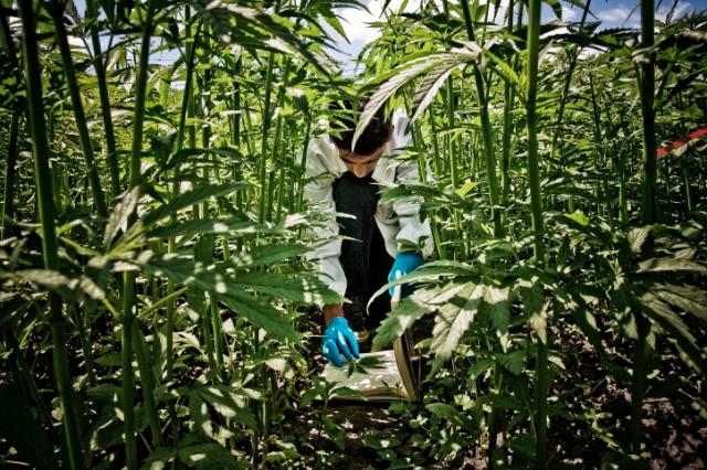 Coltivazione in esterno di canapa per uso tessile e alimentare, Rovigo