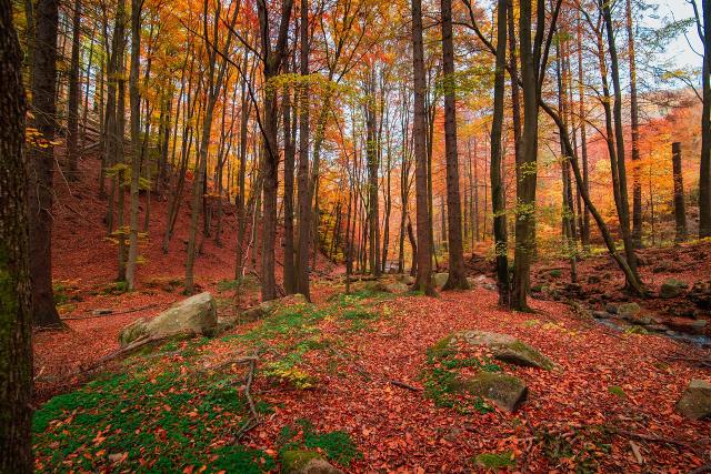 AERA. Il Rotary celebra la Giornata Internazionale delle Foreste