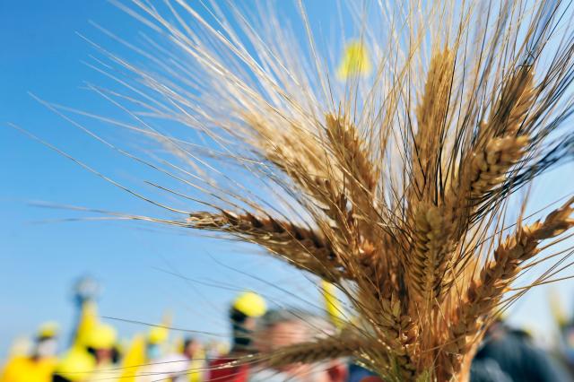 Guerra Russia Ucraina: prima nave di grano partita da Odessa