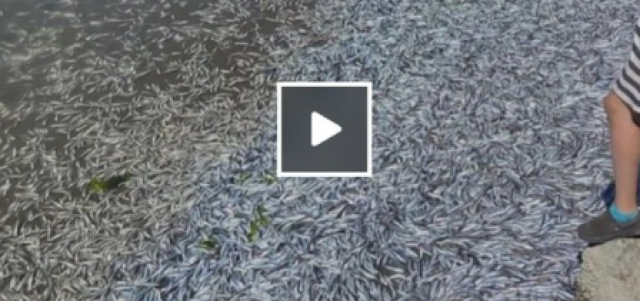 San Francisco, piovono acciughe dal cielo: l'incredibile fenomeno